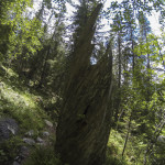 ...aber der tote Baum war cool.