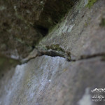 Bouldern bei Trondheim.