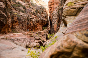 Wanderung durch Canyons im Zion National Park Observation Point